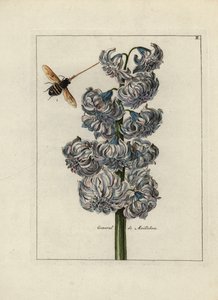 Jacinth (of hyacint), variete general door Maillebois, met een bij - Lithografie toegeschreven aan Paul Theodor van Brussel (1754-1795), auteur van het omslagboeket, of A.Bres., beïnvloed door Nicolas Robert (1614-1685), gepubliceerd in 