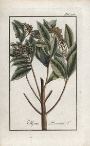 Jamaicaanse peper of vierkruidenpeper (Pimenta dioica). Lithografie uit “Afbeelding der Artseny-Gewassen” door Johannes Zorn (1739-1799), Nederland