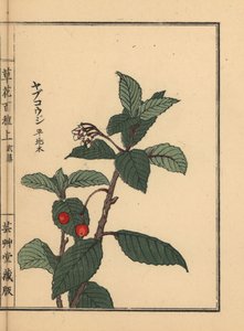 Japanse ardisia of Chirimen marlberry, Ardisia japonica - Kusa Bana Hyakushu (Honderd variëteiten bloemen), Tokyo