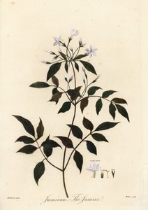Jasmijn, Jasminum officinale, 1805 (gravure)