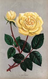 Jean Pernet roos, gele variëteit van de theeroos gekweekt door Monsieur Pernet in Lyon in 1867 - Les Roses, Parijs door Unbekannter Künstler