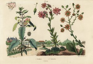 Josephine plant, Josephinia imperatricis 1 en vetplanten, Crassula soorten 2,3 door Unbekannt