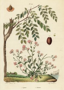 Jujube of Chinese dadel, Ziziphus jujuba 1, en Virginia stock, Malcolmia maritima 2 door Unbekannt