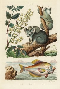 Koala, Phascolarctos cinereus 1,2, vernisboom, Koelreuteria paniculata 3, en Indiase humphead, Kurtus indicus 4 door Unbekannt