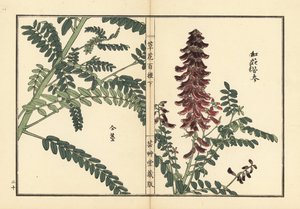 Kouka of kujin, Sophora flavescens. Wortel gebruikt in de Chinese geneeskunde als ku shen - Kusa Bana Hyakushu (Honderd variëteiten bloemen), Tokyo