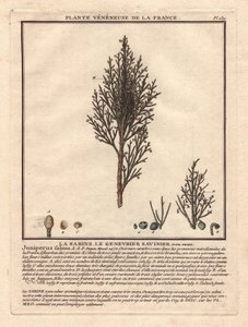 La Sabine, de Savinier Juniperus fabina. Giftige plant, beschrijving van een mannelijke (midden) en vrouwelijke (links) tak, met details van fruit in verschillende stadia van rijpheid. Kleurengraveerwerk 18e eeuw, in Herbier de la France (1780-1793), teken door Unbekannter Künstler