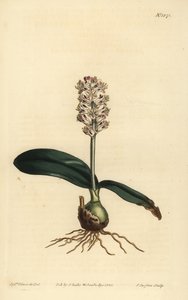 Lachenalia pallida door Unbekannt