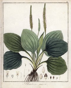 Grote Weegbree of Weegbree Major (of Weegbree van Vogels) - Lithografie door F. Guimpel, afkomstig uit medische botanische door Friedrich Gottlob Haynes (1763-1832), Berlijn