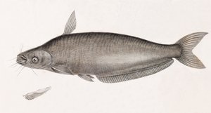 De Silure Schilbe