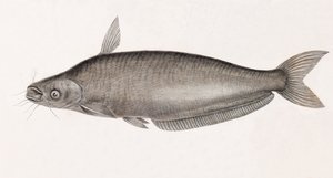 De Silure Schilbe