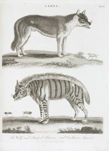De wolf en de gestreepte hyena en cantharis insecten door Unbekannt