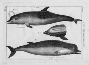 De bruinvis en de dolfijn in "Tableau Encyclopedique et Methodique des trois Regnes de la Nature" door Pierre Joseph Bonnaterre, Parijs 1784