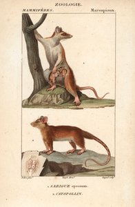 De sarigue of opossum en de cayopollin - Gravure door Jean Gabriel Pretre, gegraveerd door Carnonkel, voor het woordenboek van natuurwetenschappen: zoogdieren door Frederic Cuvier, bewerkt door Pierre Jean Francois Turpin