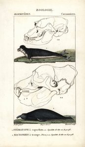 De stematope met kap en de macrorhin met slurf of zeeolifant - Gravure door Jean Gabriel Pretre, gegraveerd door Carnonkel, voor het woordenboek van natuurwetenschappen: zoogdieren door Frederic Cuvier, bewerkt door Pierre Jean Francois Turpin door Unbekannter Künstler