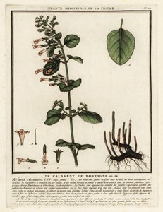 Kleine bergsteentijm, Clinopodium nepeta