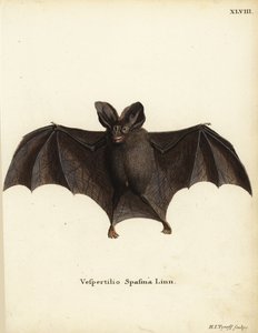 Kleine valse vampiervleermuis, Megaderma spasma. Vespertilio spasma Linn. Handgekleurde kopergravure door Hermann Jakob Tyroff uit Johann Christian Daniel Schreber