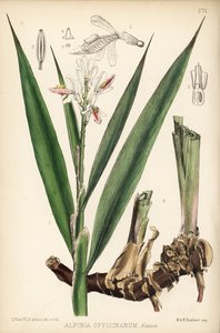 Kleine galanga, Alpinia officinarum. Handgekleurde lithografie door Hanhart naar een botanische illustratie door David Blair uit Robert Bentley en Henry Trimen