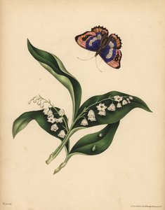 Lelietjes-van-dalen, Convallaria majalis, Zuiverheid en terugkeer van geluk; De paarse Keizer Vlinder, Apatura iris, Onsterfelijkheid van de ziel