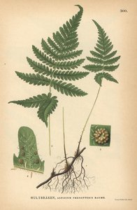 Lange beukvaren, Phegopteris connectilis