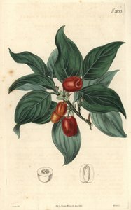 Mannelijke kornoelje, tak met fruit. Illustratie door C. Curtis, gravure door Weddell. Kleurengraveerwerk in The Curtis Botanical Magazine, door Samuel Curtis door Unbekannter Künstler
