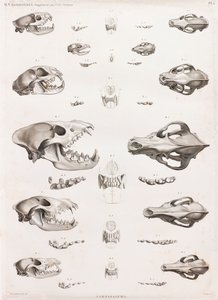 Zoogdieren: Carnivoren schedels