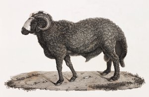 Zoogdieren: een ram met een grote staart