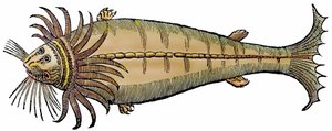 Zeemeeuw, xylografie uit "Paralipomena accuratissima historiae omnium animalium quae in voluminibus Aldrovandi desiderantur" door Bartholomaeus Ambrosinus door Unbekannter Künstler