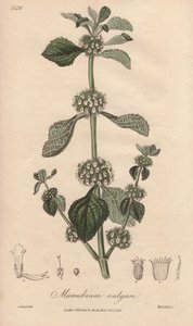 Marrubium vulgare (Marrubium vulgare) - Sterk water door William Clarke ter illustratie van 