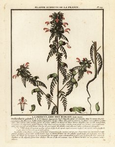 Moerasluiswortel, Pedicularis palustris