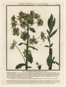 Moeraswolfsmelk, Euphorbia palustris door Unbekannter Künstler