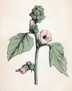 Heemst officinale (Althaea officinalis) (Witte Heemst) (heemst, moerasheemst) Botanische plaat uit "Atlas colorie des plantes medicinales" door Paul Hariot