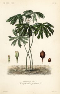 Mayapple of Amerikaanse alruin, Podophyllum peltatum door Unbekannt