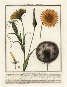 Weide haverwortel, Tragopogon pratensis door Unbekannter Künstler