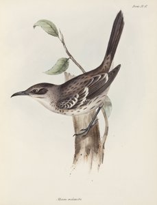 Spotvogel, Galapagos Eilanden, ca. 1832-1836