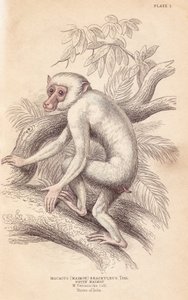 Moormakaak, Macaca maura (Macacus maimon brachyurus). Witte maimon, vermoedelijk een albino juveniel - William Jardine
