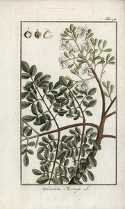 Moringa (Moringa oleifera). Lithografie uit “Afbeelding der Artseny-Gewassen” door Johannes Zorn (1739-1799), Nederland