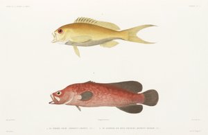 Gevlekte zeepvis en Robijn Anthias