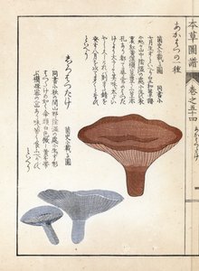 Paddenstoelen: akahatsu lacatire en witte shirohatsudake - Japanse prent door Kanen Iwasaki, uit Honzo Zufu, illustratieve gids voor geneeskrachtige planten door Unbekannter Künstler