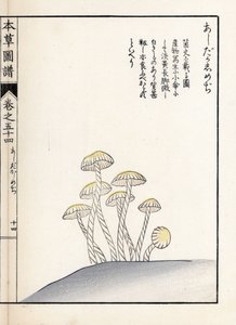 Paddenstoelen: shimeji ashitaka - Japanse prent door Kanen Iwasaki, uit Honzo Zufu, illustratieve gids voor geneeskrachtige planten door Unbekannter Künstler