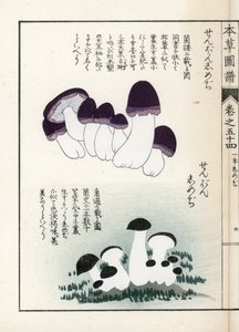 Paddenstoelen: variëteiten van shimeji (eetbaar) - Japanse prent door Kanen Iwasaki, uit Honzo Zufu, illustratieve gids voor geneeskrachtige planten door Unbekannter Künstler