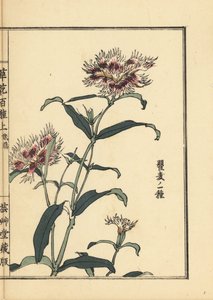 Nadeshiko of franje anjer, Dianthus monspessulanus - Kusa Bana Hyakushu (Honderd variëteiten bloemen), Tokyo