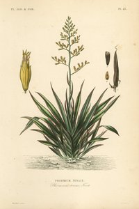 Nieuw-Zeelands vlas of harekeke, Phormium tenax