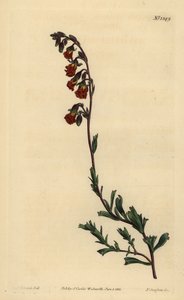 Nachtgeurende hermannia, Hermannia flammea