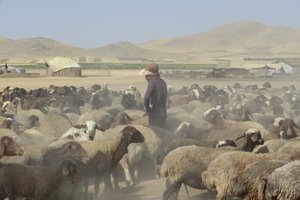 Nomadententen tussen Tamar en Ashkhaneh, Iran 2022