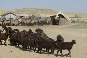 Nomadententen tussen Tamar en Ashkhaneh, Iran 2022