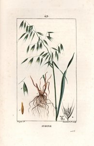 Haver Cultivee of Byzantijnse haver - Gravure door Lambert fils, naar een tekening van Pierre Jean Francois Turpin, uit La flore medicale, door Chaumeton, Poiret et Chamberet, Parijs 1830 - Haver, Avena sativa