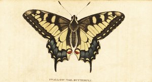 Oude Wereld koninginnenpage, Papilio machaon door Unbekannter Künstler