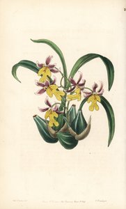Orchidee variëteit Oncidium - Oncidium ghiesbreghtianum orchidee door Unbekannter Künstler