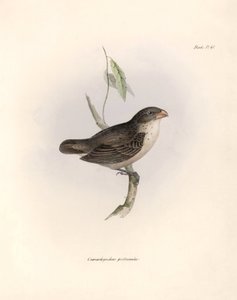 Ornithologie: Camarhynchus psittaculus of Geospize psittacin Beschrijving van een zangvogel door Charles Darwin (1809-1882) waargenomen tijdens zijn expeditie aan boord van de Beagle. Plaat uit The zoology of the voyage of H.M.S. Beagle. Deel III, Vogels b door Unbekannter Künstler