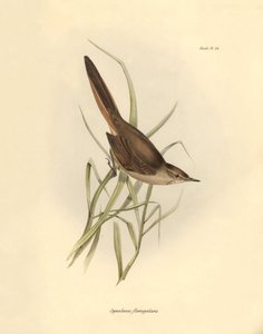 Ornithologie: Synallaxis rufogularis beschreven door Charles Darwin tijdens zijn expeditie aan boord van de Beagle. Plaat uit The zoology of the voyage of H.M.S. Beagle. Deel III, Vogels beschreven door John Gould, met opmerking over hun gewoonten door Cha door Unbekannter Künstler